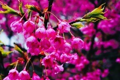 沖縄の緋寒桜
