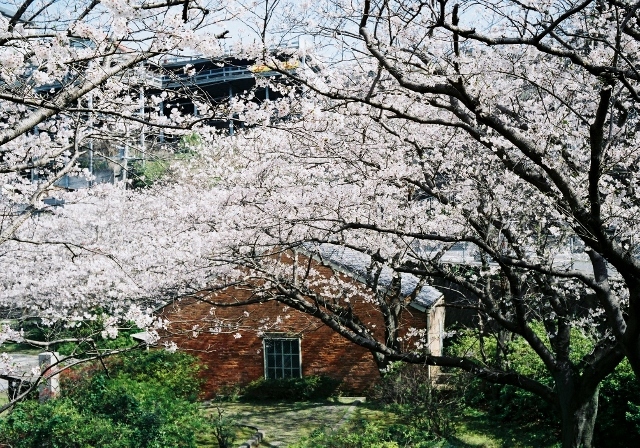 小菅修船場跡の桜