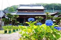 長崎興福寺の紫陽花(1)