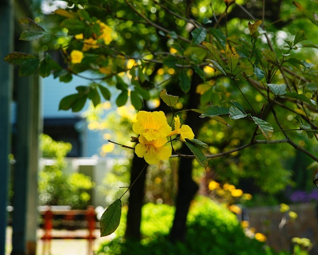 黄色い桜