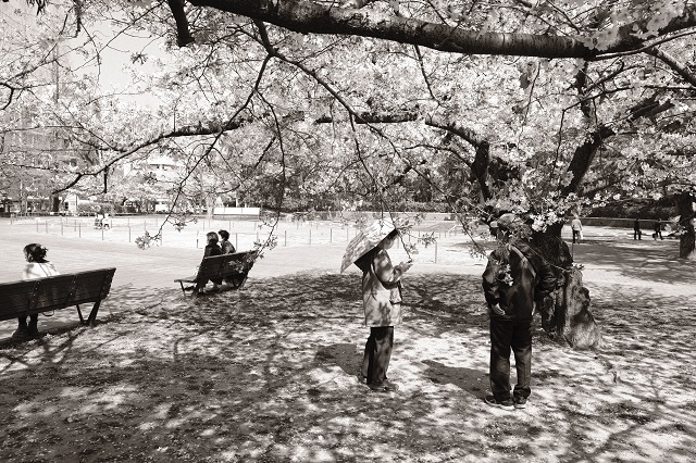 原爆落下中心地公園の桜