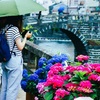 眼鏡橋と紫陽花