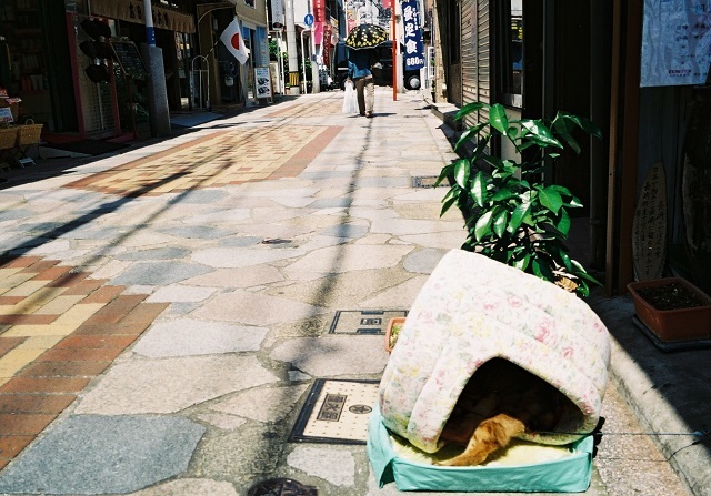 猫頭巾ちゃん