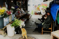 稲田町市場の猫
