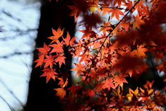 静岡県立森林公園