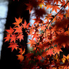 静岡県立森林公園