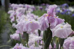 RX100　実戦投入