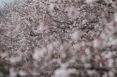 馬込川