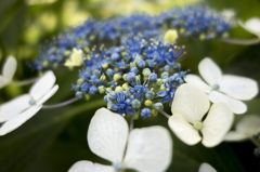 RX100　実戦投入