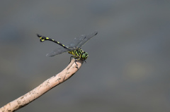 Canon EOS 7D Mark II　テスト