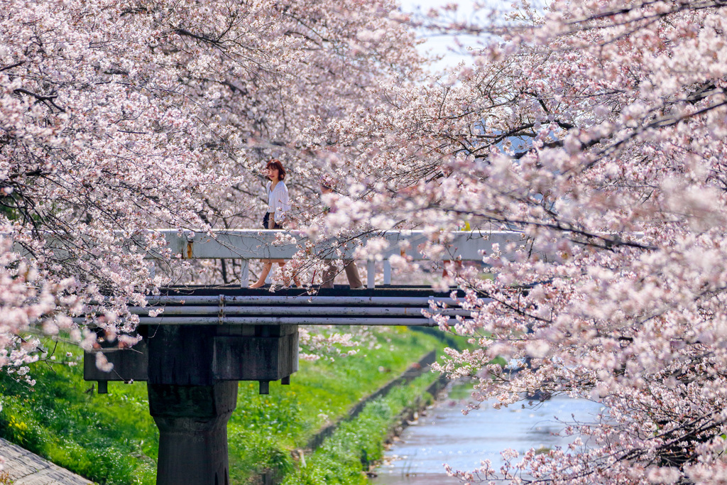桜橋