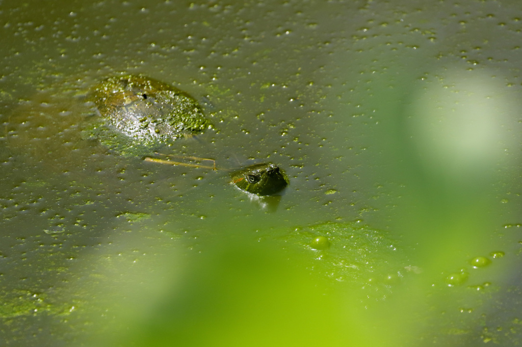 Canon EOS 7D Mark II　テスト