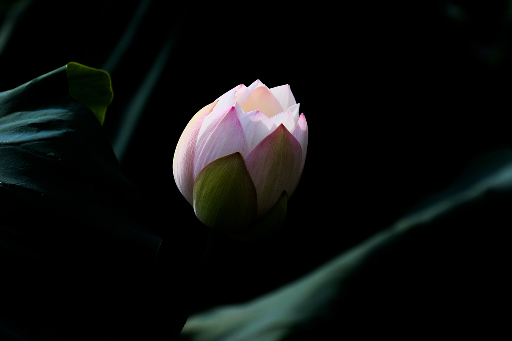 EOS 7D Mark IIで蓮の花