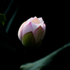 EOS 7D Mark IIで蓮の花