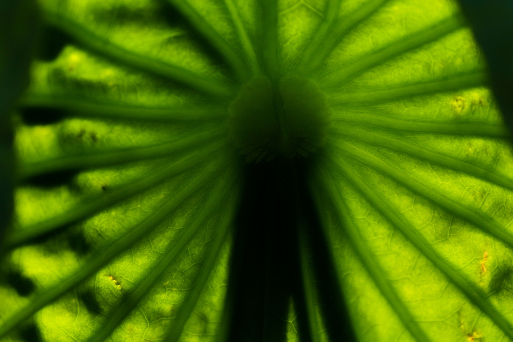 フェイスハガー