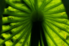 フェイスハガー