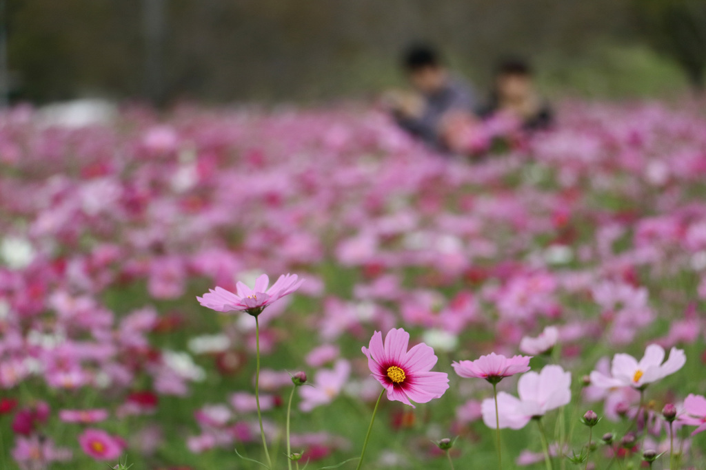 秋桜