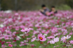 秋桜