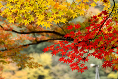 香嵐渓