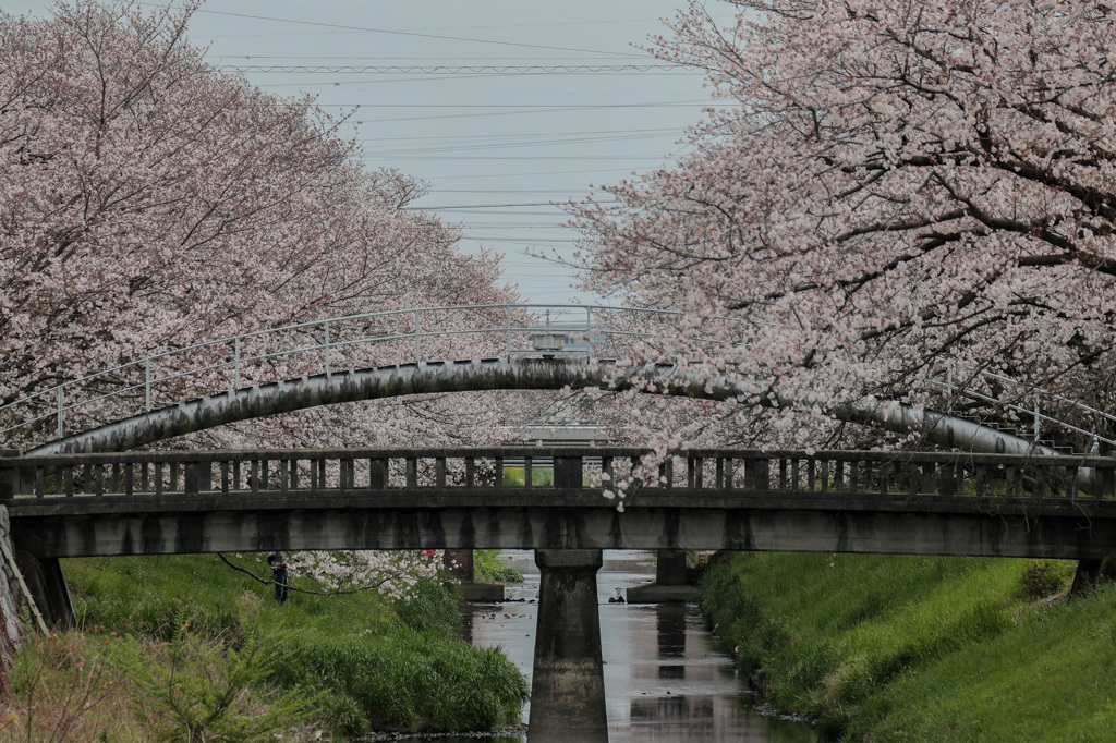 春の芳川