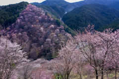 吉野山 桜千本