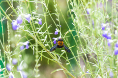 ガーデンパーク