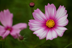 秋桜