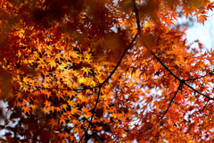 静岡県立森林公園