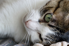 レンズのテスト