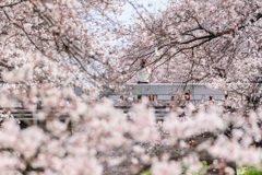 桜源郷