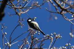 初めての鳥撮り