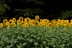 炎天下のはままつフラワーパーク