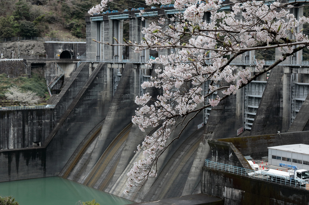 秋葉ダム 千本桜