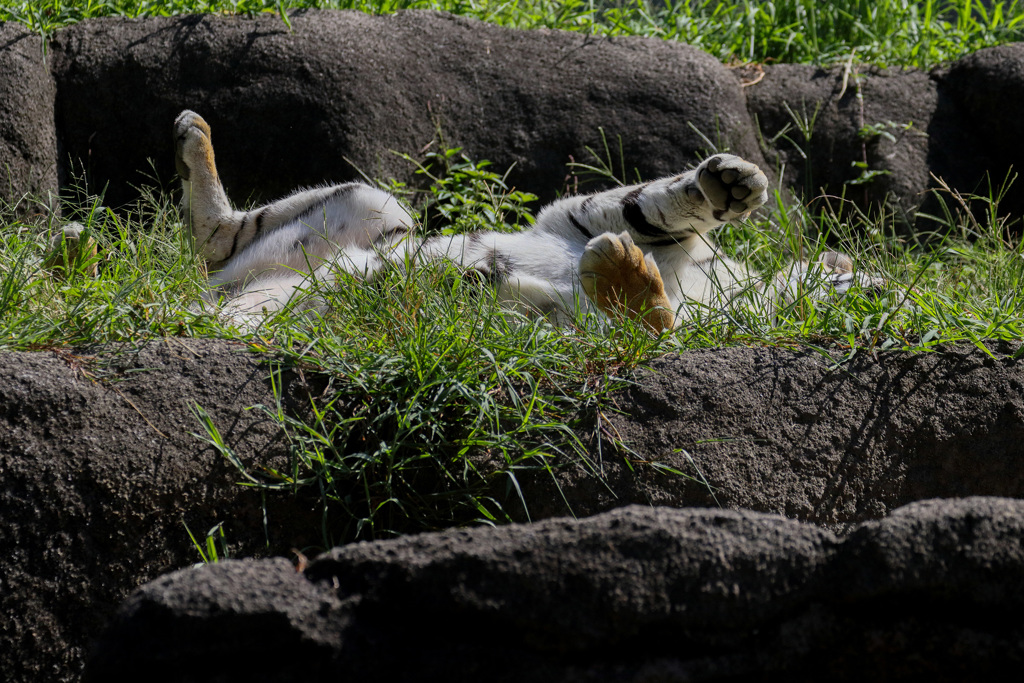 浜松市動物園