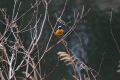 鳥撮り　第二弾