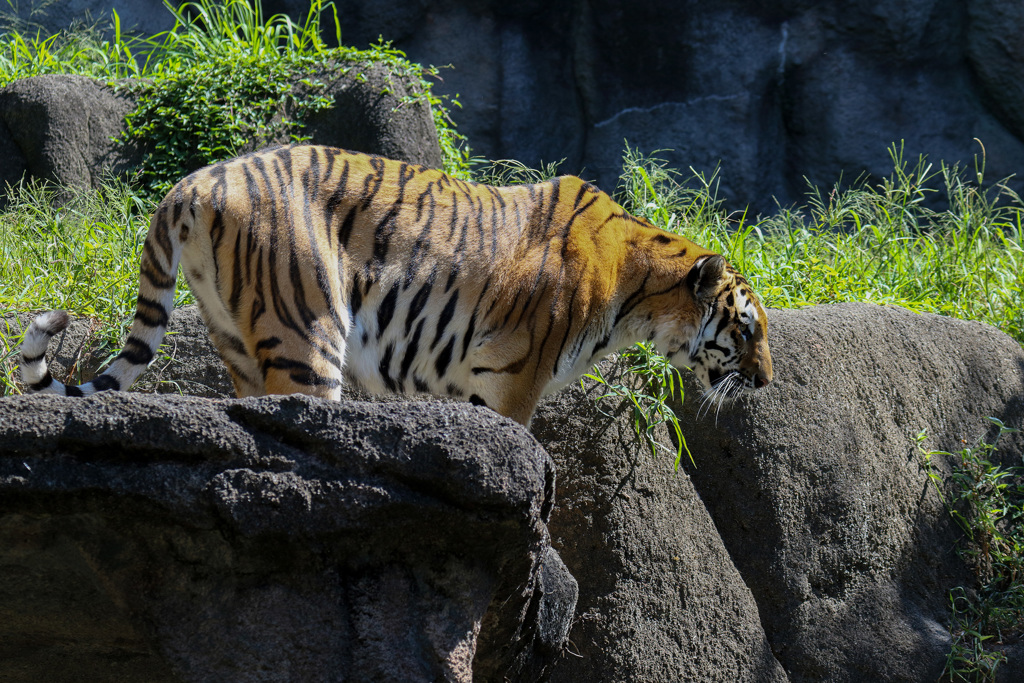 浜松市動物園