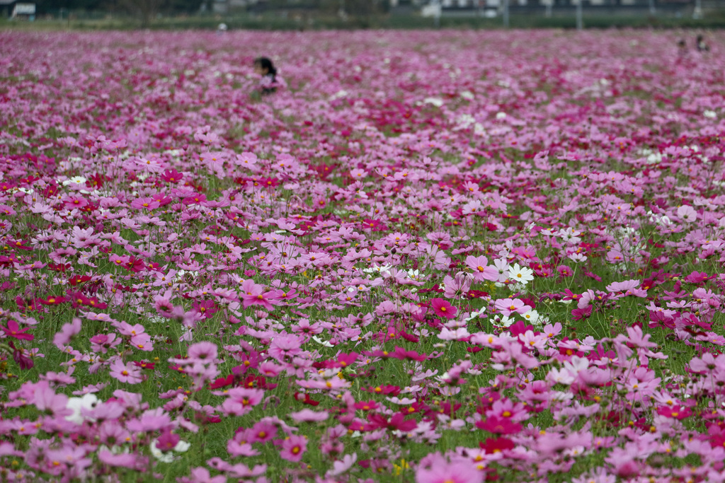 秋桜