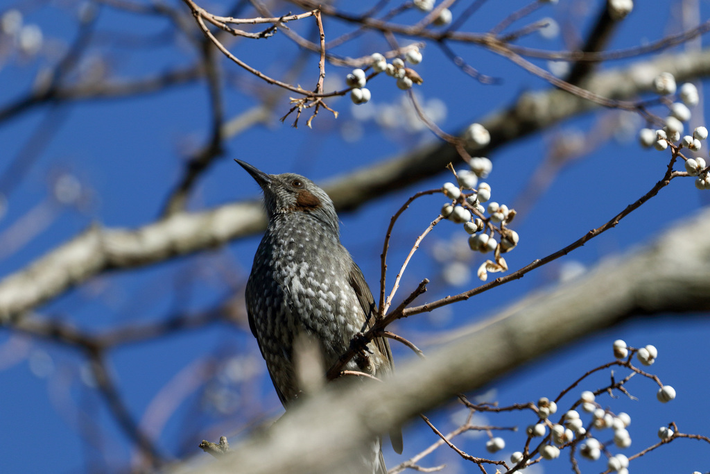 初めての鳥撮り