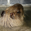 レンズのテスト　EF100-400mm F4.5-5.6L IS II USM