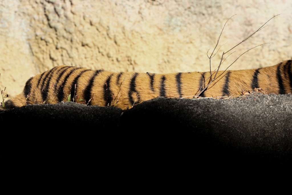 レンズのテスト　EF100-400mm F4.5-5.6L IS II USM