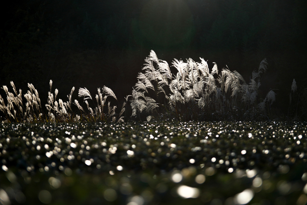 レンズテスト　SIGMA17-50mmF2.8