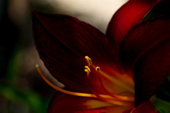 レンズのテスト