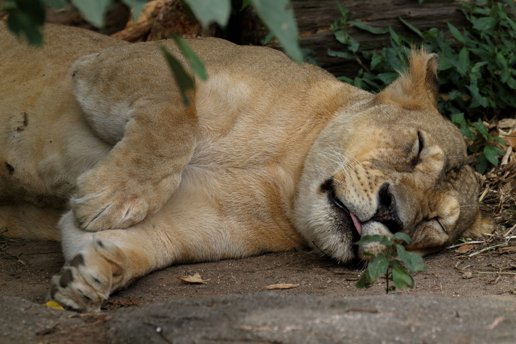 浜松市動物園