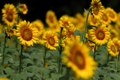 炎天下のはままつフラワーパーク