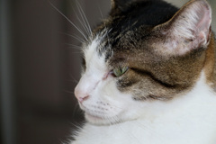 レンズのテスト