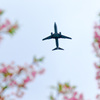 桜とヒコーキ