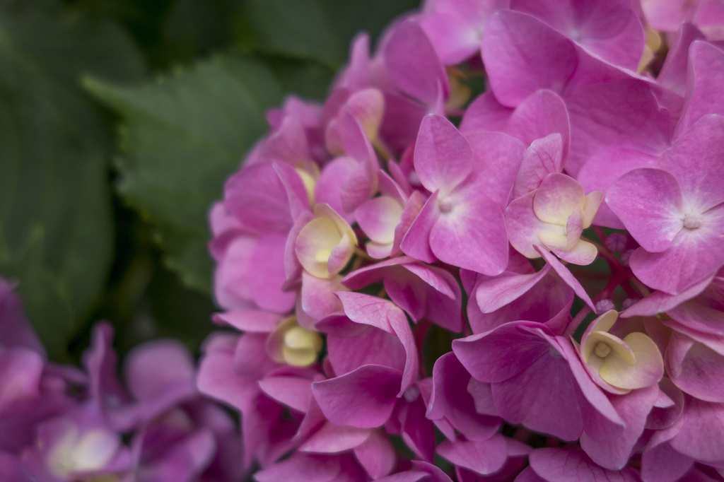 RX100　実戦投入