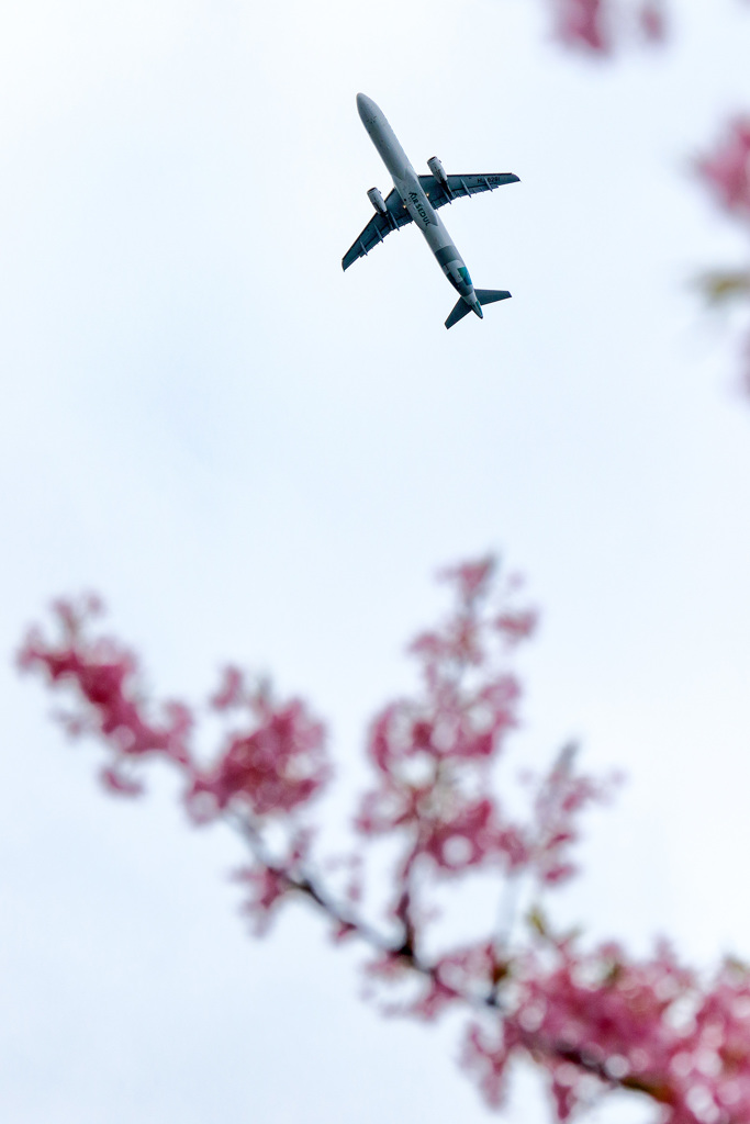 桜とヒコーキ