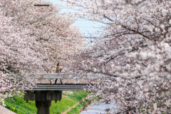 桜源郷