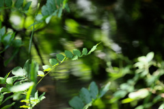 Canon EOS 7D Mark II　テスト